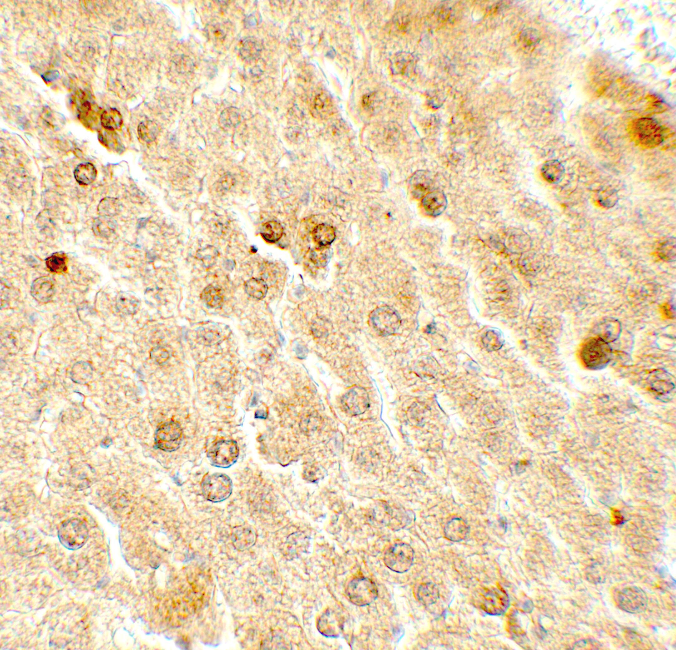 Immunohistochemistry TAF9 Antibody - BSA Free