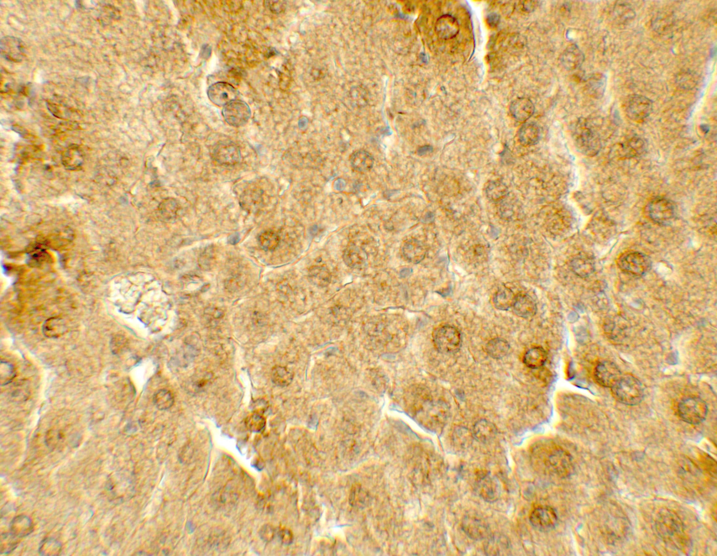 Immunohistochemistry: ME1 Antibody - BSA Free [NBP2-41267] - Immunohistochemistry of ME1 in mouse liver tissue with ME1 antibody at 5 ug/mL.