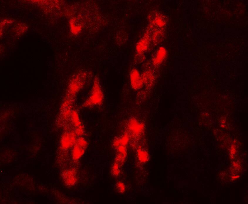 Immunocytochemistry/ Immunofluorescence GDPD5 Antibody - BSA Free