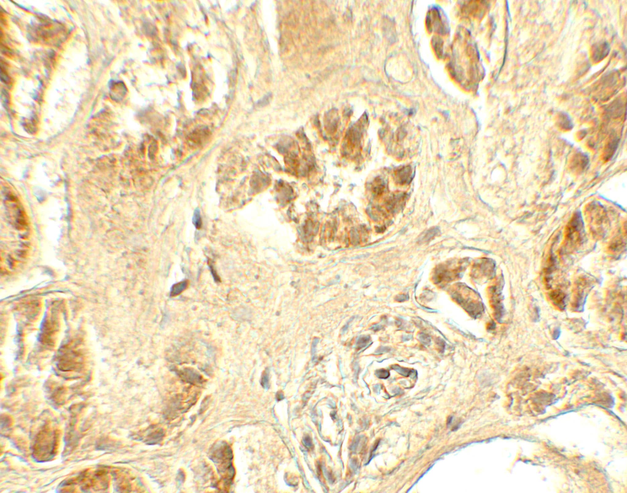 Immunohistochemistry GDPD5 Antibody - BSA Free