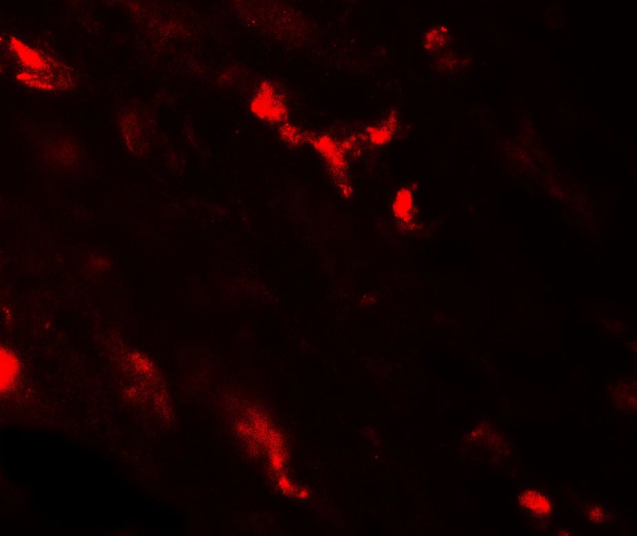 Immunocytochemistry/ Immunofluorescence: Calcium-sensing R/CaSR Antibody - BSA Free [NBP2-41271] - Immunofluorescence of Calcium-sensing R/CaSR in human kidney tissue with Calcium-sensing R/CaSR antibody at 20 ug/mL.