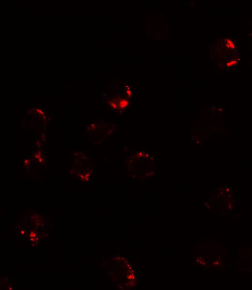 Immunocytochemistry/ Immunofluorescence: FKBP12 Antibody - BSA Free [NBP2-41272] - Immunofluorescence of FKBP12 in A431 cells with FKBP12 antibody at 20 u/mL.