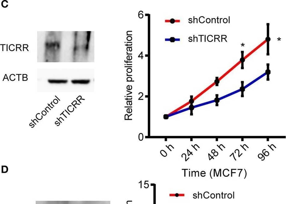 Western Blot TICRR Antibody - BSA Free
