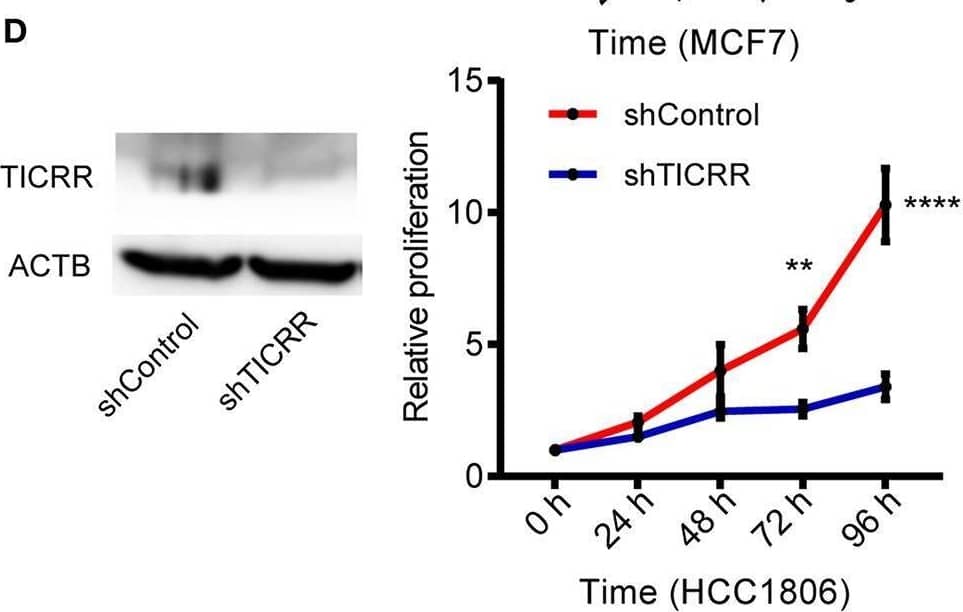 Western Blot TICRR Antibody - BSA Free