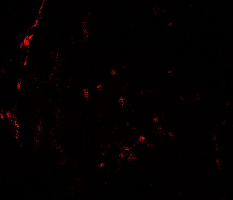 Immunocytochemistry/ Immunofluorescence: Histone Deacetylase 2/HDAC2 Antibody - BSA Free [NBP2-41285] - Immunofluorescence of Histone Deacetylase 2/HDAC2 in rat testis tissue with Histone Deacetylase 2/HDAC2 antibody at 20 ug/mL.