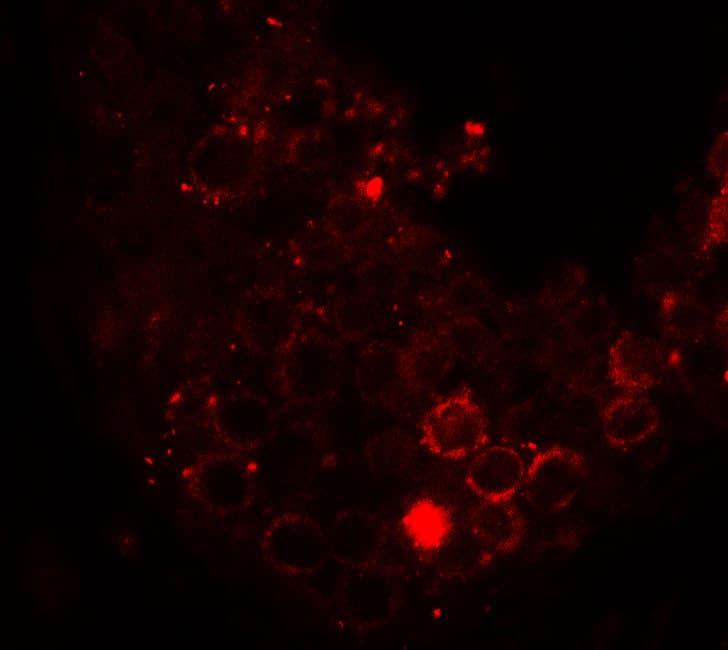 Immunocytochemistry/ Immunofluorescence: HDAC6 Antibody - BSA Free [NBP2-41286] - Immunofluorescence of HDAC6 in human testis tissue with HDAC6 antibody at 20 ug/ml.