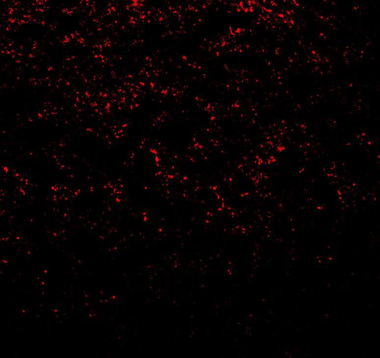 Immunocytochemistry/ Immunofluorescence: alpha-Synuclein Antibody - BSA Free [NBP2-41288] - Immunofluorescence of alpha-Synuclein in rat brain tissue with alpha-Synuclein antibody at 20 ug/ml.