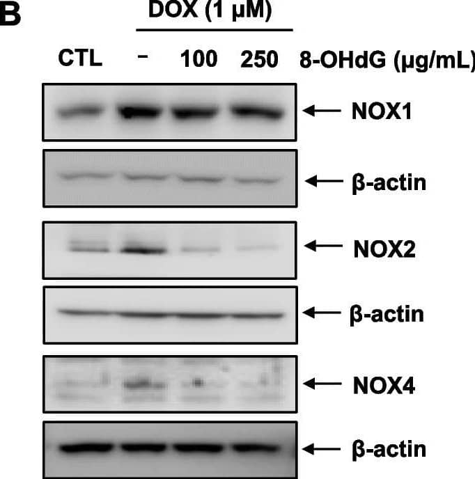 Exogenous 8-OHdG decreases NOX1/2/4 expression and NF-kappa B phosphorylation, and increases the reduced glutathione/oxidized glutathione ratio in DOX-treated H9c2 cells. A Rac1 activation assay. After H9c2 cells were treated with DOX (1 μM) and 8-OHdG (100 or 250 μg/mL) for 1 h, cell lysates were precipitated by p21-activated protein kinase (PAK) p21-binding domain (PBD) agarose beads and immunoblotted by Rac1 specific monoclonal antibody. B–D H9c2 cells were treated with 1 μM DOX and 100 μg/mL or 250 μg/mL 8-OHdG for 24 h. B–C Western blot analysis of the NOX1/2/4, p65, and phosphor-p65 protein levels of in DOX- and 8-OHdG-treated H9c2 cells. D GSH/GSSG ratio was determined using a glutathione assay kit. CTL, control; DOX, doxorubicin; 8-OHdG, 8-hydroxydeoxyguanosine; NOX, NADPH oxidase; GSH/GSSG, reduced glutathione/oxidized glutathione ratio. *P < 0.05 versus control; #P < 0.05 and ##P < 0.01 versus DOX-treated groups Image collected and cropped by CiteAb from the following open publication (//pubmed.ncbi.nlm.nih.gov/36517746), licensed under a CC-BY license. Not internally tested by Novus Biologicals.