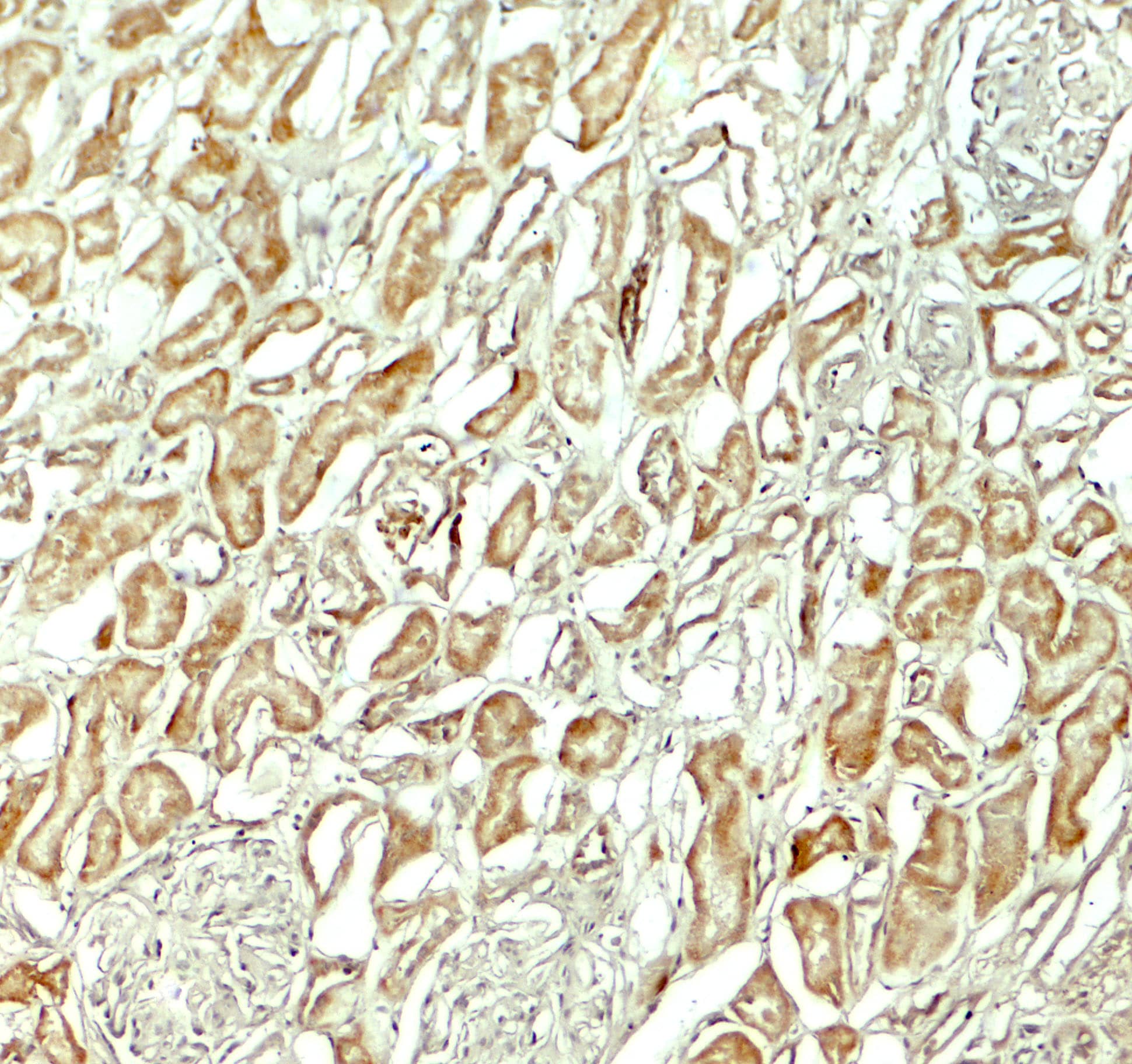 Immunohistochemistry NOX3 Antibody - BSA Free