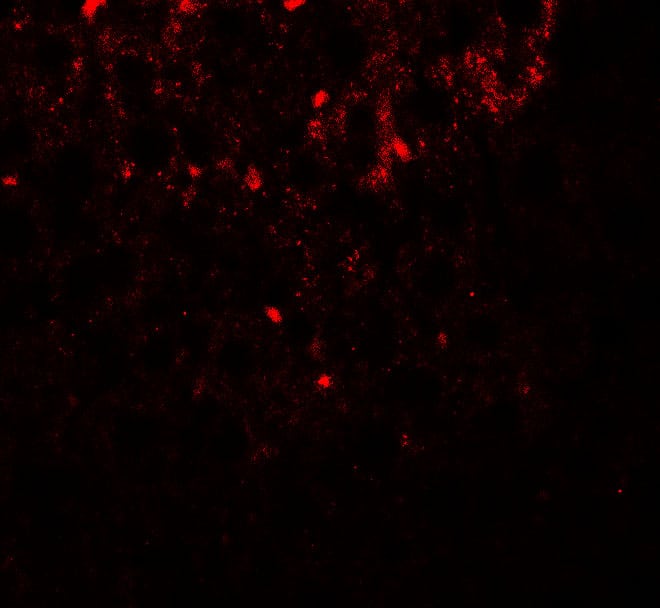 Immunocytochemistry/ Immunofluorescence: SHBG Antibody - BSA Free [NBP2-41294] - Immunofluorescence of SHBG in mouse liver tissue with SHBG antibody at 20 u/ml.