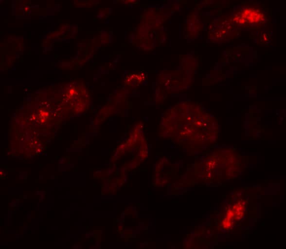 Immunocytochemistry/ Immunofluorescence: BATF3 Antibody - BSA Free [NBP2-41296] - Immunofluorescence of BATF3 in human kidney tissue with BATF3 Antibody at 20 u/mL.