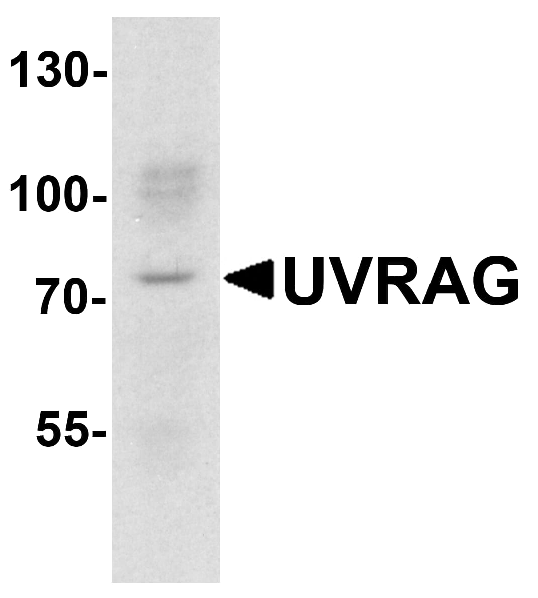 Western Blot: SMURF1 Antibody - BSA Free [NBP2-41297] - Western blot analysis of SMURF1 in 293 cell lysate with SMURF1 antibody at 1 u/ml.