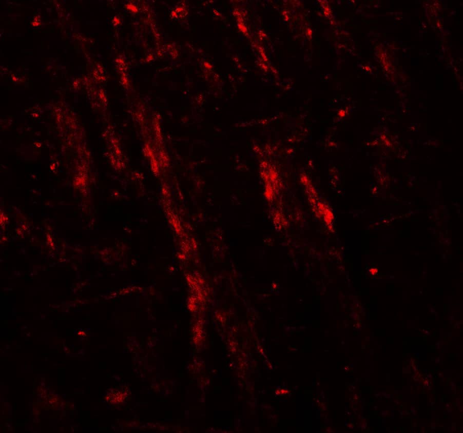 Immunocytochemistry/ Immunofluorescence Neuroligin 2/NLGN2 Antibody - BSA Free