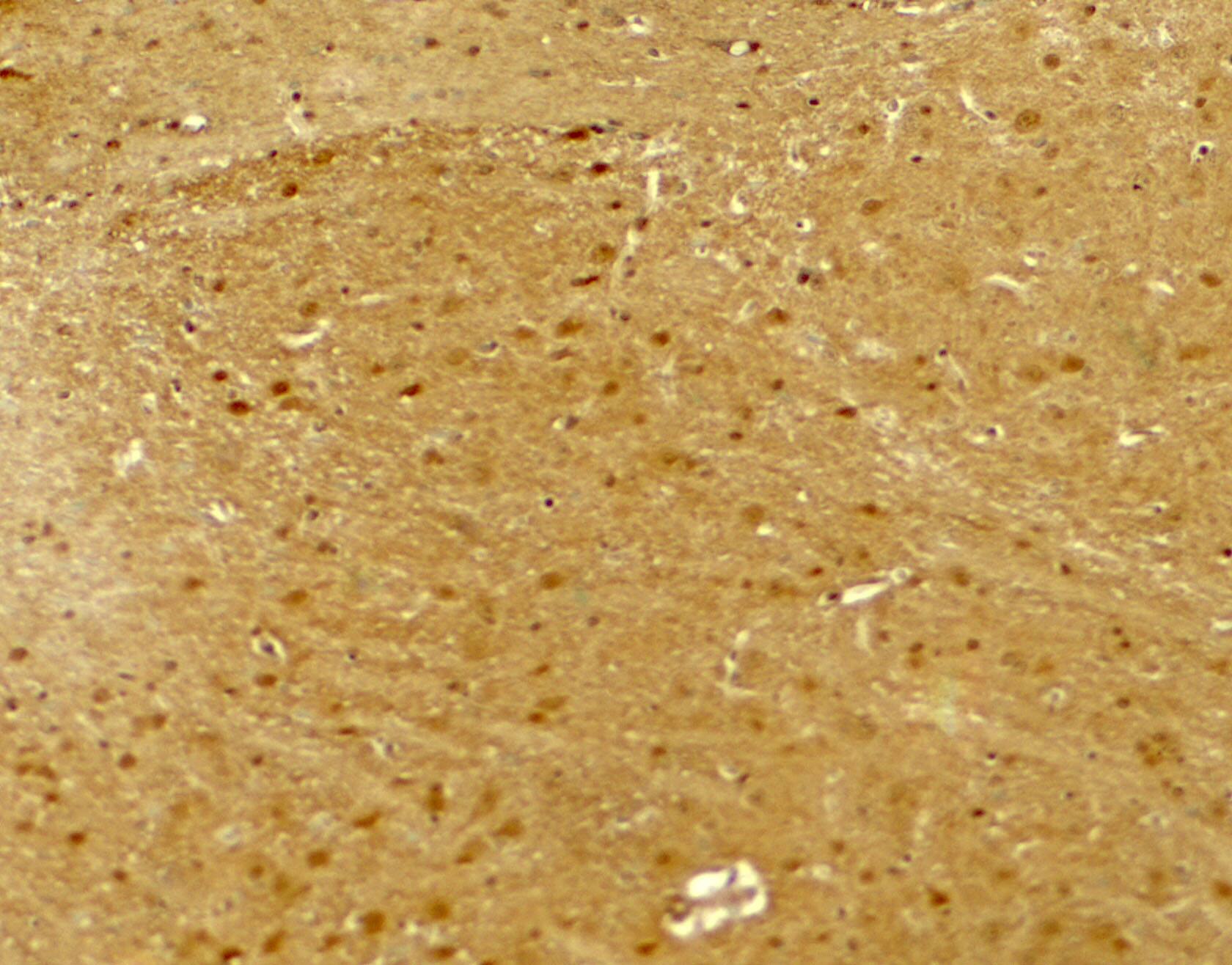 Immunohistochemistry Neuroligin 2/NLGN2 Antibody - BSA Free