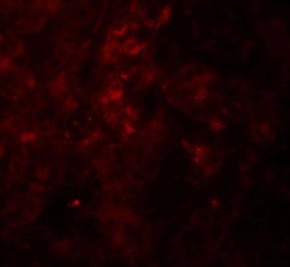 Immunocytochemistry/ Immunofluorescence: SESN2 Antibody - BSA Free [NBP2-41302] - Immunofluorescence of SESN2 in mouse kidney tissue with SESN2 antibody at 20 ug/ml.