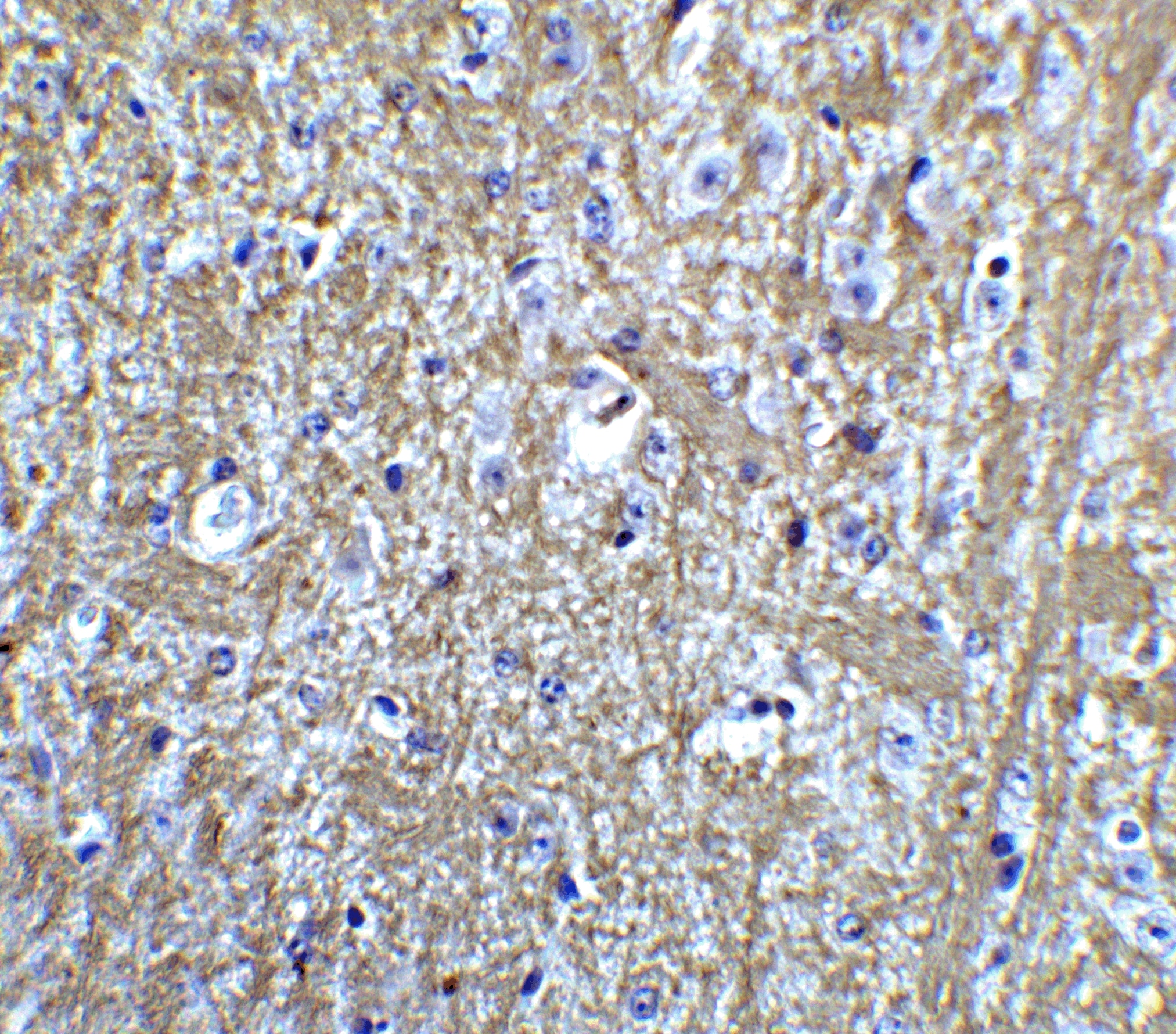 Immunohistochemistry: HES5 Antibody - BSA Free [NBP2-41305] - Immunohistochemistry of HES5 in mouse brain tissue with HES5 Antibody at 5 u/mL.