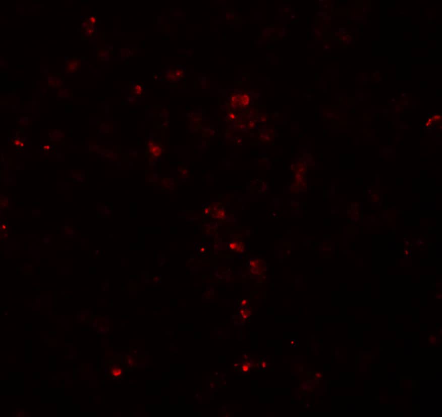 Immunocytochemistry/ Immunofluorescence: HES5 Antibody - BSA Free [NBP2-41305] - Immunofluorescence of HES5 in human spleen tissue with HES5 antibody at 20 u/ml.