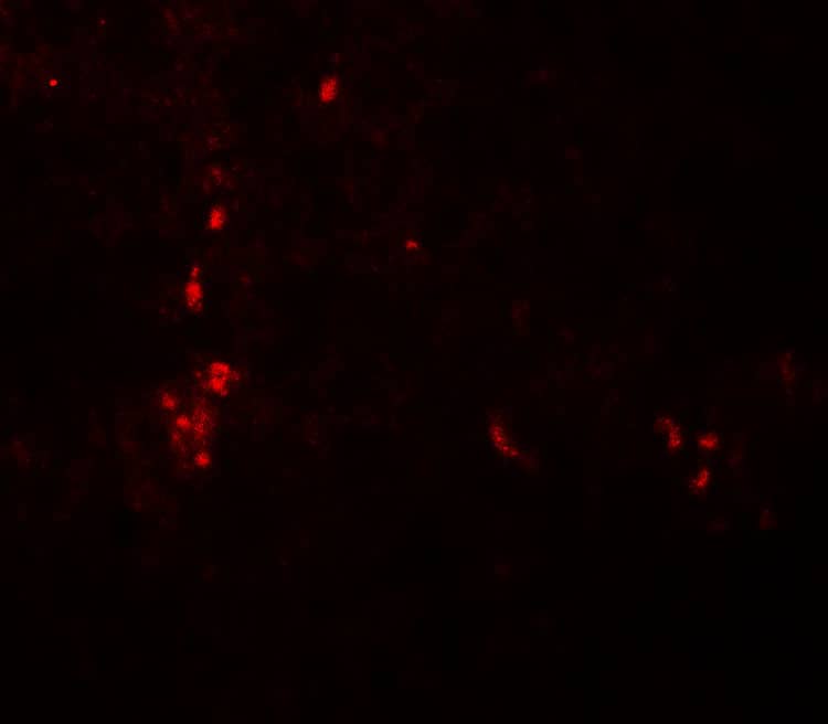 Immunocytochemistry/ Immunofluorescence: ATG4B Antibody - BSA Free [NBP2-41307] - Immunofluorescence of ATG4B in human spleen tissue with ATG4B antibody at 20 u/ml.