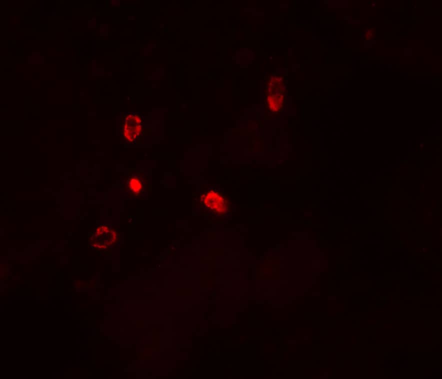 Immunocytochemistry/ Immunofluorescence: ATG4D Antibody - BSA Free [NBP2-41308] - Immunofluorescence of ATG4D in human testis tissue with ATG4D antibody at 20 u/ml.