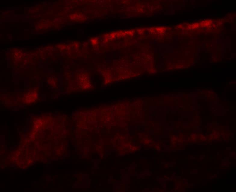 Immunocytochemistry/ Immunofluorescence: Adenosine A2b R Antibody - BSA Free [NBP2-41312] - Immunofluorescence of Adenosine A2b R in rat colon tissue with Adenosine A2b R antibody at 20 u/mL.