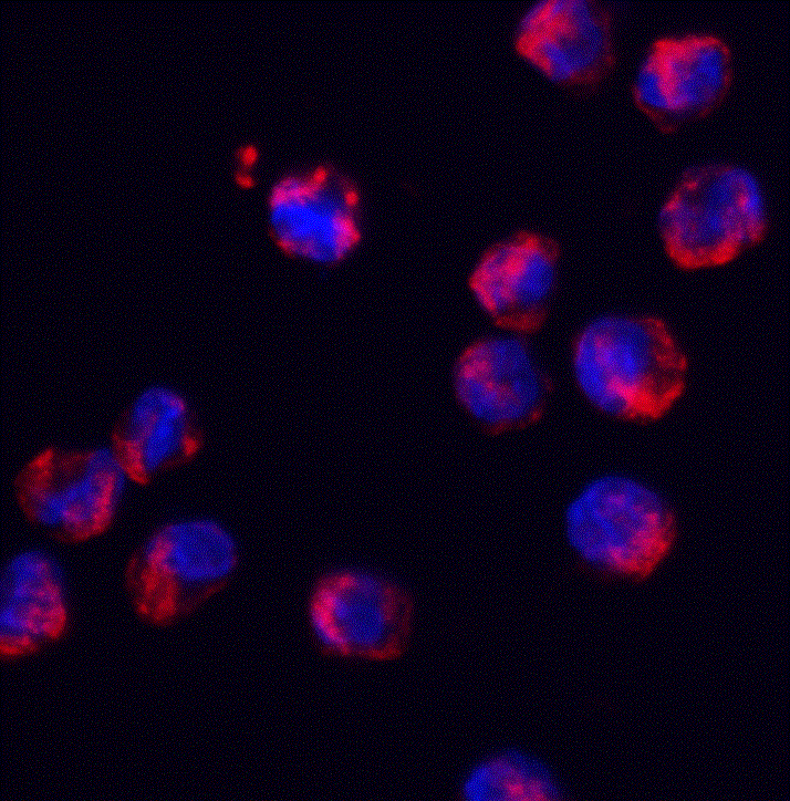 Immunocytochemistry/ Immunofluorescence: SFRS3 Antibody - BSA Free [NBP2-41316] - Immunofluorescence of SFRS3 in K562 cells with SFRS3 antibody at 2 ug/mL.Red: SFRS3 Antibody   Blue: DAPI staining