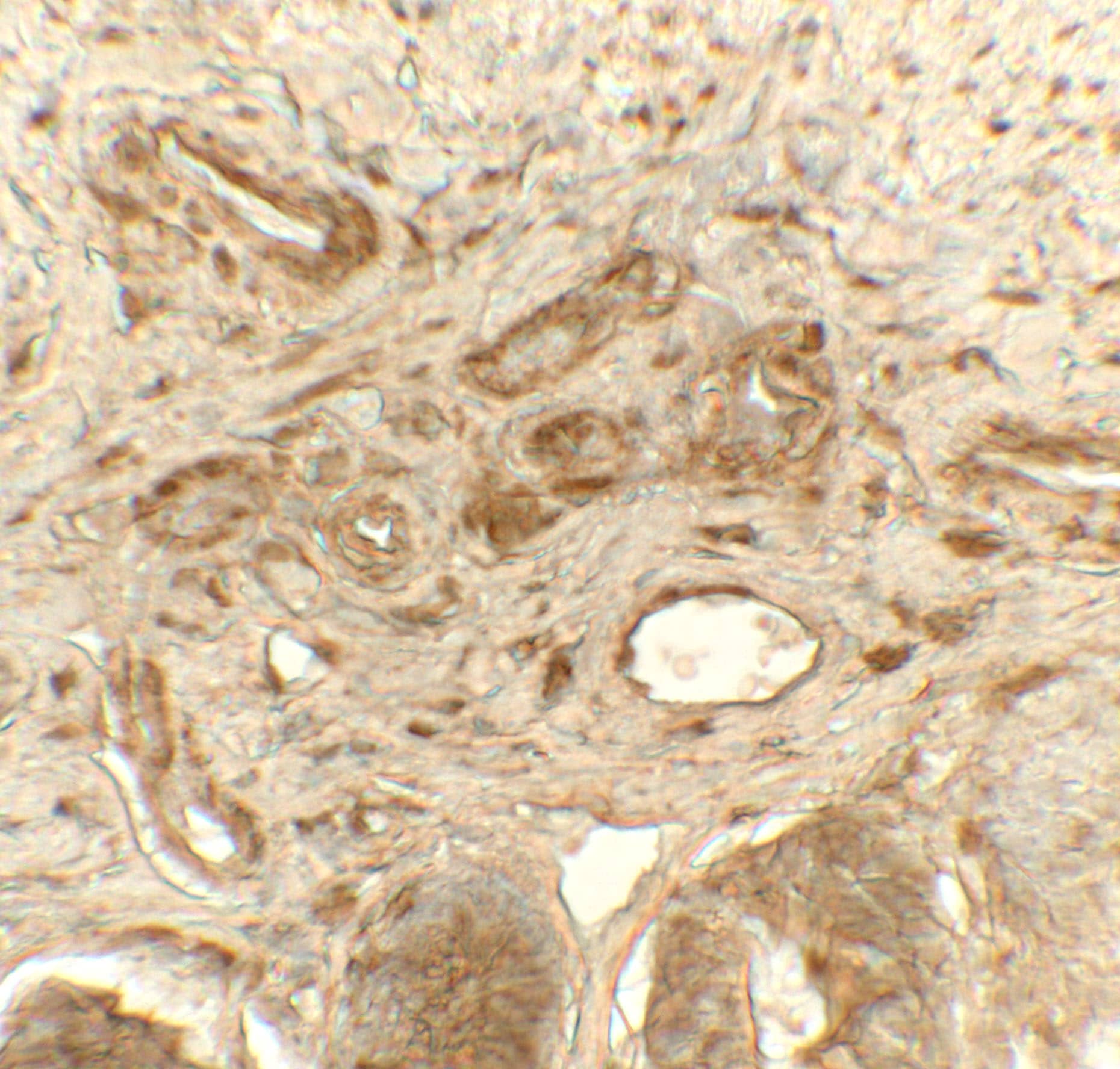 Immunohistochemistry: Protein Disulfide Isomerase/P4HB Antibody - BSA Free [NBP2-41319] - Immunohistochemistry of Protein Disulfide Isomerase/P4HB in rat small intestine tissue with Protein Disulfide Isomerase/P4HB antibody at 5 u/mL.