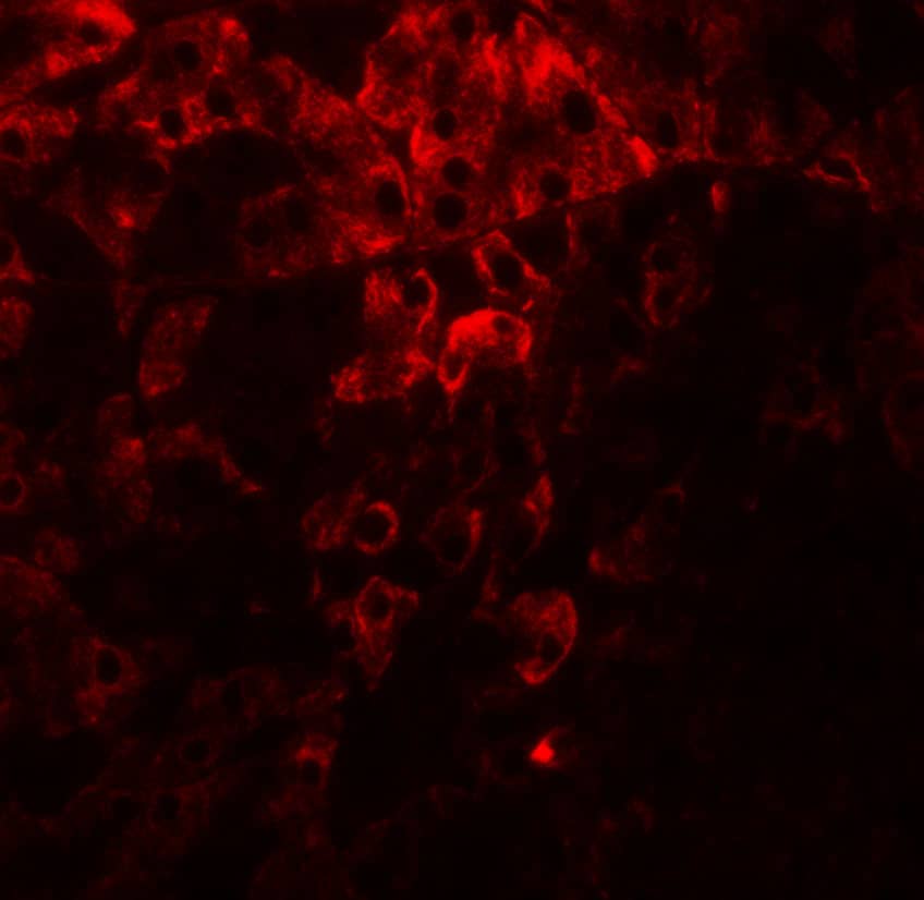 Immunocytochemistry/ Immunofluorescence: Protein Disulfide Isomerase/P4HB Antibody - BSA Free [NBP2-41319] - Immunofluorescence of Protein Disulfide Isomerase/P4HB in rat small intestine tissue with Protein Disulfide Isomerase/P4HB antibody at 20 u/mL.