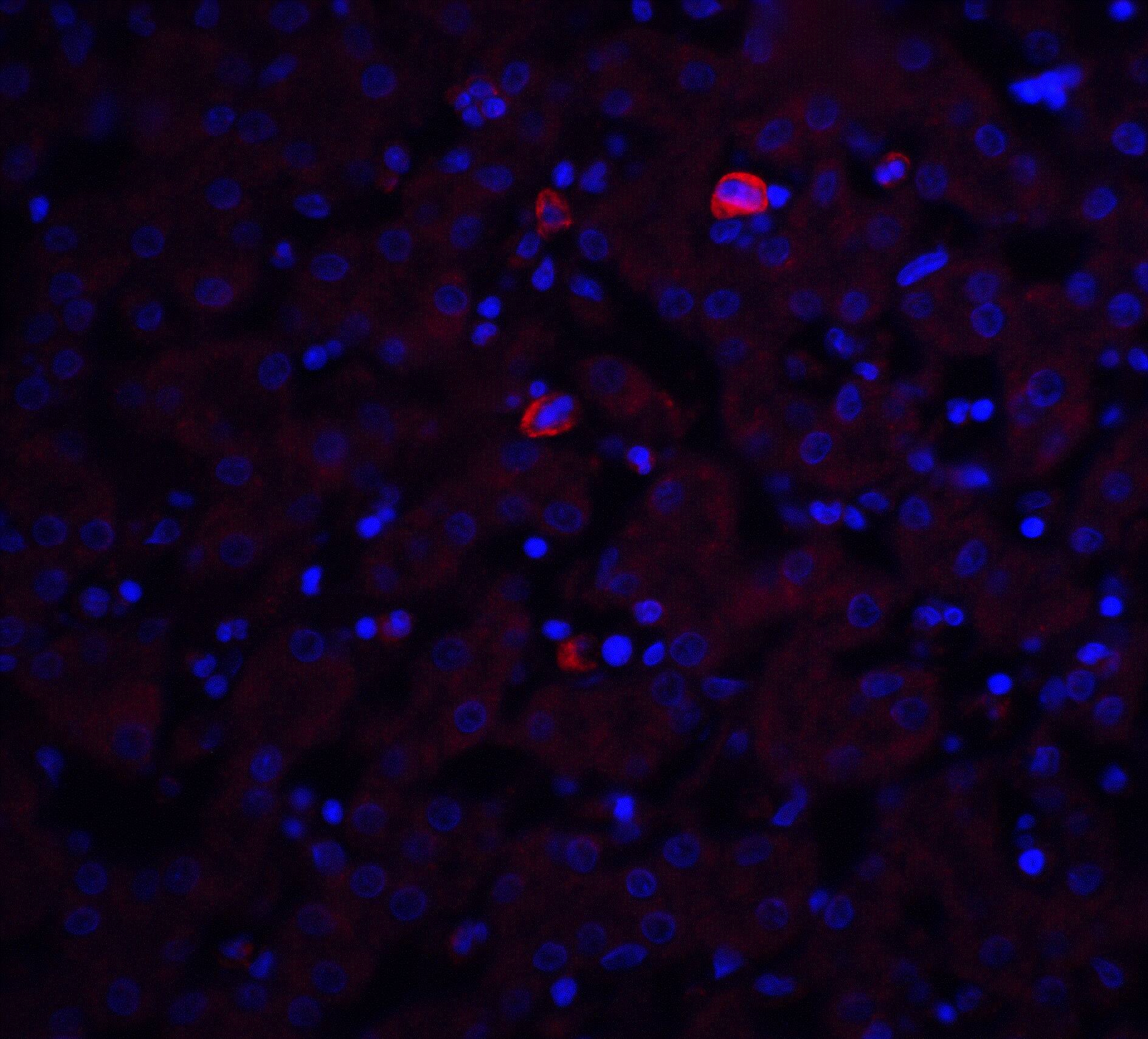 Immunocytochemistry/ Immunofluorescence: Trophinin Antibody - BSA Free [NBP2-41320] - Immunofluorescence of Trophinin in mouse liver tissue with Trophinin antibody at 20 u/ml.Red: Trophinin Antibody   Blue: DAPI staining