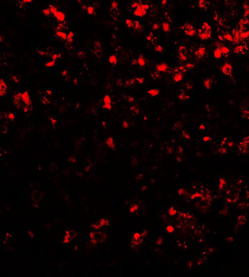 Immunocytochemistry/ Immunofluorescence: COMMD7 Antibody - BSA Free [NBP2-42124] - Immunofluorescence of COMMD7 in human spleen tissue with COMMD7 antibody at 20 ug/mL.