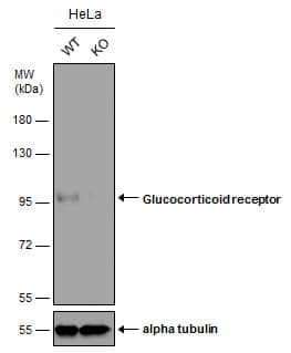 <b>Genetic Strategies Validation. </b>Wild-type (WT) and Glucocorticoid receptor knockout (KO) HeLa cell extracts (30 ug) were separated by 7.5% SDS-PAGE, and the membrane was blotted with Glucocorticoid receptor antibody (NBP2-42221) diluted at 1:1000. The HRP-conjugated anti-rabbit IgG antibody  was used to detect the primary antibody, and the signal was developed with Trident ECL plus-Enhanced. 