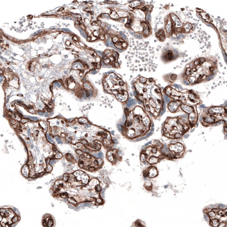 Staining of human placenta shows strong positivity in basement membrane of trophoblastic cells.