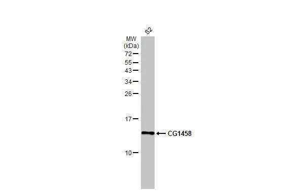 Western Blot: CG1458 Antibody [NBP2-42827] - Whole cell extract (30 ug) was separated by 15% SDS-PAGE, and the membrane was blotted with CG1458 antibody (NBP2-42827) diluted at 1:1000. The HRP-conjugated anti-rabbit IgG antibody  was used to detect the primary antibody.