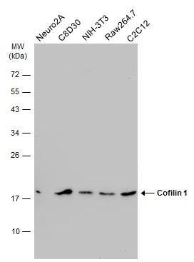 Various whole cell extracts (30 ug) were separated by 12% SDS-PAGE, and the membrane was blotted with Cofilin 1 antibody [GT567] (NBP2-42828) diluted at 1:1000. The HRP-conjugated anti-mouse IgG antibody  was used to detect the primary antibody. 