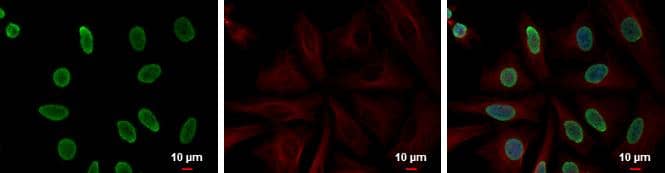 Histone H4 antibody detects Histone H4 protein at nucleus by immunofluorescent analysis.Sample: HeLa cells were fixed in 4% paraformaldehyde at RT for 15 min.Green: Histone H4 protein stained by Histone H4 antibody (NBP2-42856) diluted at 1:5000.Red: alpha Tubulin, a cytoskeleton marker, stained by alpha Tubulin antibody [GT114]  diluted at 1:2000.Blue: Hoechst 33342 staining. 