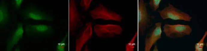 Histone H4 (tri methyl Lys20) antibody detects Histone H4 (tri methyl Lys20) protein at nucleus by immunofluorescent analysis.Sample: HeLa cells were fixed in 4% paraformaldehyde at RT for 15 min.Green: Histone H4 (tri methyl Lys20) protein stained by Histone H4 (tri methyl Lys20) antibody (NBP2-42862) diluted at 1:500.Red: alpha Tubulin antibody [GT114], a cytoskeleton marker, stained by diluted at 1:500.Blue: Hoechst 33342 staining. 