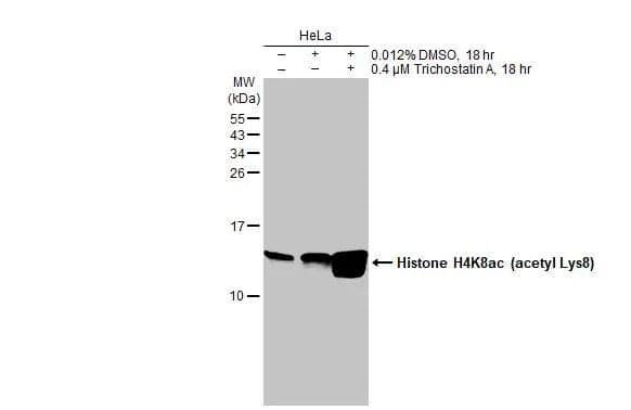 Untreated (-) and treated (+) HeLa whole cell extracts (30 ug) were separated by 15% SDS-PAGE, and the membrane was blotted with Histone H4K8ac (acetyl Lys8) antibody (NBP2-42863) diluted at 1:5000. The HRP-conjugated anti-rabbit IgG antibody  was used to detect the primary antibody. 