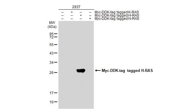 Non-transfected (-) and transfected (+) 293T whole cell extracts (30 ug) were separated by 12% SDS-PAGE, and the membrane was blotted with H-RAS antibody (NBP2-42864) diluted at 1:5000. The HRP-conjugated anti-rabbit IgG antibody  was used to detect the primary antibody. 
