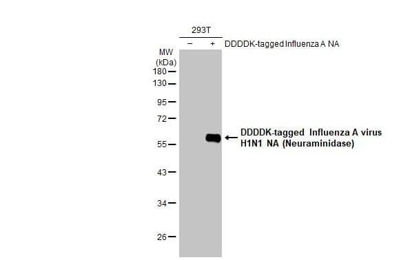Non-transfected (-) and transfected (+) 293T whole cell extracts (30 ug) were separated by 10% SDS-PAGE, and the membrane was blotted with Influenza A virus H1N1 NA (Neuraminidase) antibody (NBP2-42870) diluted at 1:1000. The HRP-conjugated anti-rabbit IgG antibody  was used to detect the primary antibody. 