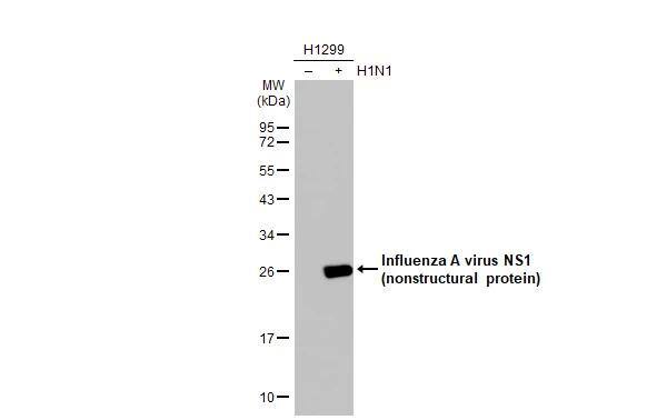 Non-infected (-) and infected (+) H1299 whole cell extracts (5 ug) were separated by 12% SDS-PAGE, and the membrane was blotted with Influenza A virus NS1 (nonstructural protein) antibody (NBP2-42871) diluted at 1:1000. The HRP-conjugated anti-rabbit IgG antibody  was used to detect the primary antibody. 