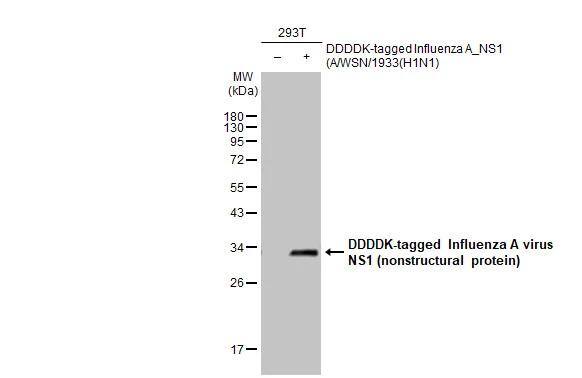 Non-transfected (-) and transfected (+) 293T whole cell extracts (30 ug) were separated by 12% SDS-PAGE, and the membrane was blotted with Influenza A virus NS1 (nonstructural protein) antibody (NBP2-42871) diluted at 1:1000. The HRP-conjugated anti-rabbit IgG antibody  was used to detect the primary antibody. 