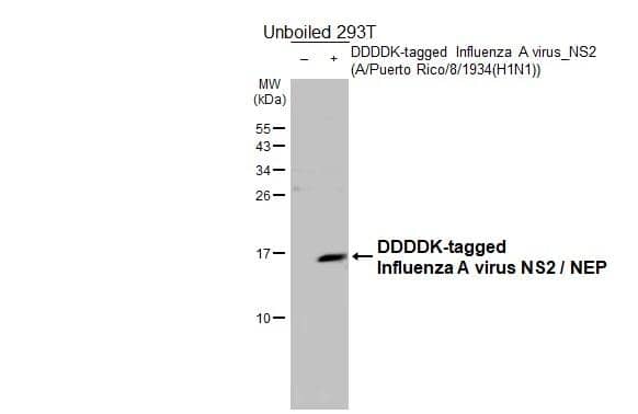Non-transfected (-) and transfected (+) unboiled 293T whole cell extracts (30 ug) were separated by 15% SDS-PAGE, and the membrane was blotted with Influenza A virus NS2 / NEP antibody (NBP2-42872) diluted at 1:5000. The HRP-conjugated anti-rabbit IgG antibody  was used to detect the primary antibody. 