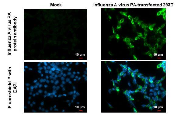 Influenza A virus PA protein antibody detects Influenza A virus PA protein by immunofluorescent analysis.Sample: Mock and transfected 293T cells were fixed in 4% paraformaldehyde at RT for 15 min.Green: Influenza A virus PA protein stained by Influenza A virus PA protein antibody (NBP2-42874) diluted at 1:500.Blue: Fluoroshield with DAPI . 