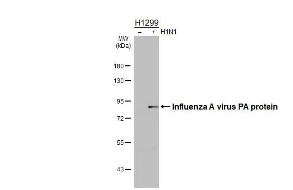 Non-infected (-) and infected (+) H1299 whole cell extracts (30 ug) were separated by 7.5% SDS-PAGE, and the membrane was blotted with Influenza A virus PA protein antibody (NBP2-42874) diluted at 1:1000. The HRP-conjugated anti-rabbit IgG antibody  was used to detect the primary antibody. 