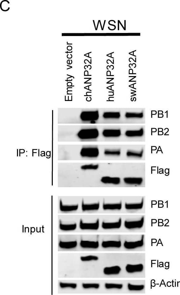 ANP32A proteins from different species interact with different polymerase trimeric complexes.DKO cells were transfected with different ANP32A (0.6μg) and polymerase plasmids (0.6μg PA, 1μg PB1, and 1μg PB2) from avian influenza viruses H7N9ZJ13(A), H9N2ZJ12(B), human influenza virus polymerase WSN (C). The cells were lysed at 24 h post-transfection. Co-IP was performed using Anti-FLAG M2 Magnetic Beads, followed by Western blotting to detect the ANP32A and viral proteins by using specific antibodies: PA antibody (NBP2-42874, NOVUS), PB1 antibody (NBP2-42877, NOVUS), PB2 antibody (NBP2-42879, NOVUS), Anti-Flag antibody (F1804, SIGMA). Image collected and cropped by CiteAb from the following open publication (//pubmed.ncbi.nlm.nih.gov/32084248), licensed under a CC-BY license. Not internally tested by Novus Biologicals.