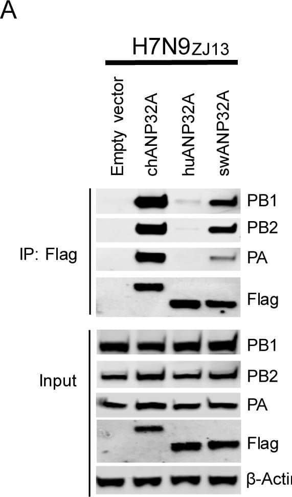 ANP32A proteins from different species interact with different polymerase trimeric complexes.DKO cells were transfected with different ANP32A (0.6μg) and polymerase plasmids (0.6μg PA, 1μg PB1, and 1μg PB2) from avian influenza viruses H7N9ZJ13(A), H9N2ZJ12(B), human influenza virus polymerase WSN (C). The cells were lysed at 24 h post-transfection. Co-IP was performed using Anti-FLAG M2 Magnetic Beads, followed by Western blotting to detect the ANP32A and viral proteins by using specific antibodies: PA antibody (NBP2-42874, NOVUS), PB1 antibody (NBP2-42877, NOVUS), PB2 antibody (NBP2-42879, NOVUS), Anti-Flag antibody (F1804, SIGMA). Image collected and cropped by CiteAb from the following open publication (//pubmed.ncbi.nlm.nih.gov/32084248), licensed under a CC-BY license. Not internally tested by Novus Biologicals.