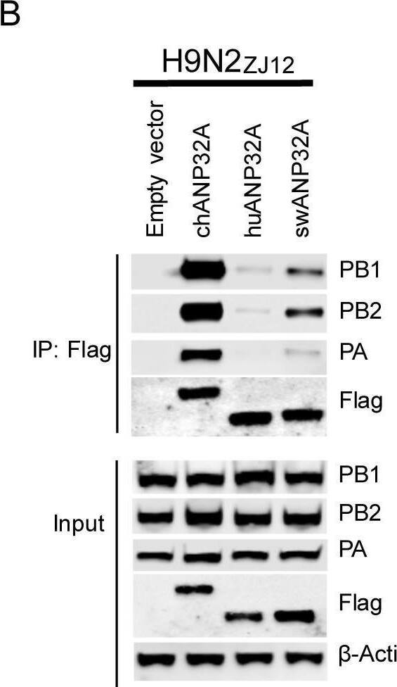 ANP32A proteins from different species interact with different polymerase trimeric complexes.DKO cells were transfected with different ANP32A (0.6μg) and polymerase plasmids (0.6μg PA, 1μg PB1, and 1μg PB2) from avian influenza viruses H7N9ZJ13(A), H9N2ZJ12(B), human influenza virus polymerase WSN (C). The cells were lysed at 24 h post-transfection. Co-IP was performed using Anti-FLAG M2 Magnetic Beads, followed by Western blotting to detect the ANP32A and viral proteins by using specific antibodies: PA antibody (NBP2-42874, NOVUS), PB1 antibody (NBP2-42877, NOVUS), PB2 antibody (NBP2-42879, NOVUS), Anti-Flag antibody (F1804, SIGMA). Image collected and cropped by CiteAb from the following open publication (//pubmed.ncbi.nlm.nih.gov/32084248), licensed under a CC-BY license. Not internally tested by Novus Biologicals.