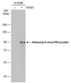 Non-infected (-) and infected (+) H1299 whole cell extracts (5 ug) were separated by 7.5% SDS-PAGE, and the membrane was blotted with Influenza A virus PB1 protein antibody (NBP2-42877) diluted at 1:1000. The HRP-conjugated anti-rabbit IgG antibody  was used to detect the primary antibody. 