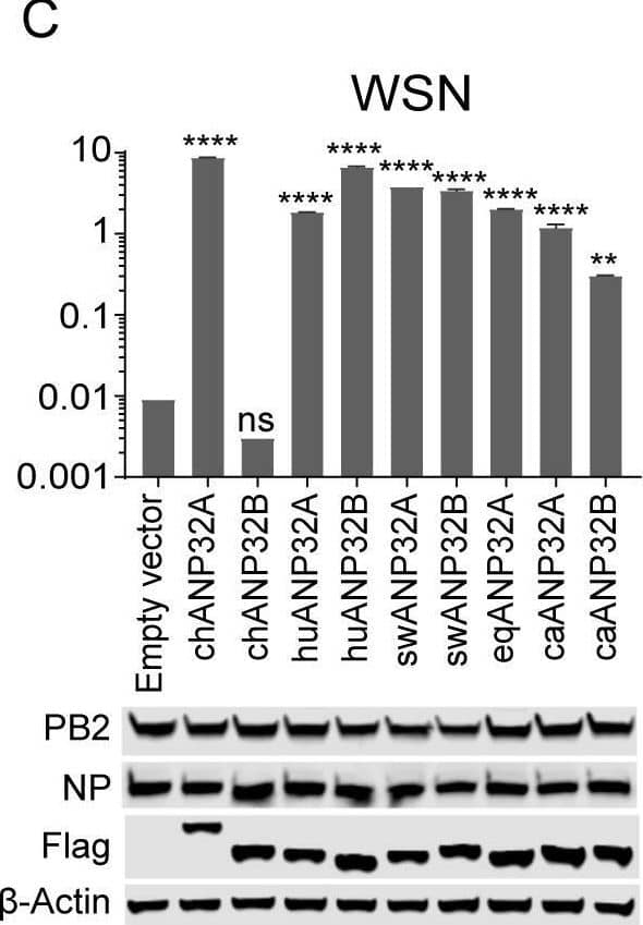 Species-dependent support of ANP32A or ANP32B for Influenza A viral replication.Vectors carrying 20 ng of ANP32A or ANP32B proteins, or empty vectors, were co-transfected into DKO cells, together with a minigenome reporter, a Renilla expression control, and influenza virus polymerases from either avian influenza H7N9ZJ13 (A) or H9N2ZJ12 (B); human influenza WSN (C); swine influenza H1N1NC08 (D); canine influenza H3N2GD11 (E); or equine influenza H3N8XJ07 (F). Luciferase activity was measured 24 h later. (Data are Firefly activity normalized to Renilla, Statistical differences between cells are labeled according to a one-way ANOVA followed by a Dunnett’s test; NS = not significant, *P < 0.05, **P < 0.01, ***P < 0.001, ****P < 0.0001. The results represent at least three independent experiments.) ch, chicken; hu, human; sw, swine; eq, equine; ca, canine. Image collected and cropped by CiteAb from the following open publication (//pubmed.ncbi.nlm.nih.gov/32084248), licensed under a CC-BY license. Not internally tested by Novus Biologicals.