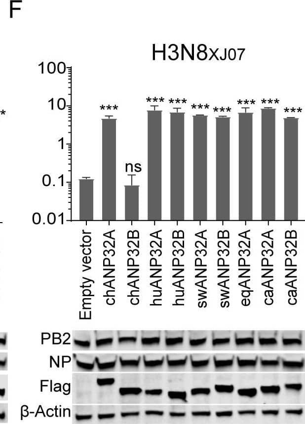 Species-dependent support of ANP32A or ANP32B for Influenza A viral replication.Vectors carrying 20 ng of ANP32A or ANP32B proteins, or empty vectors, were co-transfected into DKO cells, together with a minigenome reporter, a Renilla expression control, and influenza virus polymerases from either avian influenza H7N9ZJ13 (A) or H9N2ZJ12 (B); human influenza WSN (C); swine influenza H1N1NC08 (D); canine influenza H3N2GD11 (E); or equine influenza H3N8XJ07 (F). Luciferase activity was measured 24 h later. (Data are Firefly activity normalized to Renilla, Statistical differences between cells are labeled according to a one-way ANOVA followed by a Dunnett’s test; NS = not significant, *P < 0.05, **P < 0.01, ***P < 0.001, ****P < 0.0001. The results represent at least three independent experiments.) ch, chicken; hu, human; sw, swine; eq, equine; ca, canine. Image collected and cropped by CiteAb from the following open publication (//pubmed.ncbi.nlm.nih.gov/32084248), licensed under a CC-BY license. Not internally tested by Novus Biologicals.