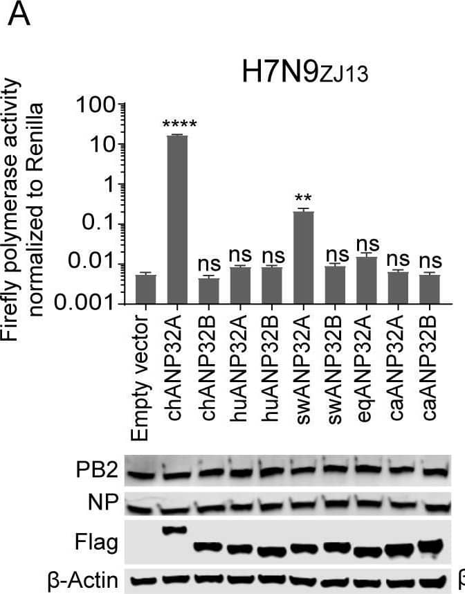 Species-dependent support of ANP32A or ANP32B for Influenza A viral replication.Vectors carrying 20 ng of ANP32A or ANP32B proteins, or empty vectors, were co-transfected into DKO cells, together with a minigenome reporter, a Renilla expression control, and influenza virus polymerases from either avian influenza H7N9ZJ13 (A) or H9N2ZJ12 (B); human influenza WSN (C); swine influenza H1N1NC08 (D); canine influenza H3N2GD11 (E); or equine influenza H3N8XJ07 (F). Luciferase activity was measured 24 h later. (Data are Firefly activity normalized to Renilla, Statistical differences between cells are labeled according to a one-way ANOVA followed by a Dunnett’s test; NS = not significant, *P < 0.05, **P < 0.01, ***P < 0.001, ****P < 0.0001. The results represent at least three independent experiments.) ch, chicken; hu, human; sw, swine; eq, equine; ca, canine. Image collected and cropped by CiteAb from the following open publication (//pubmed.ncbi.nlm.nih.gov/32084248), licensed under a CC-BY license. Not internally tested by Novus Biologicals.